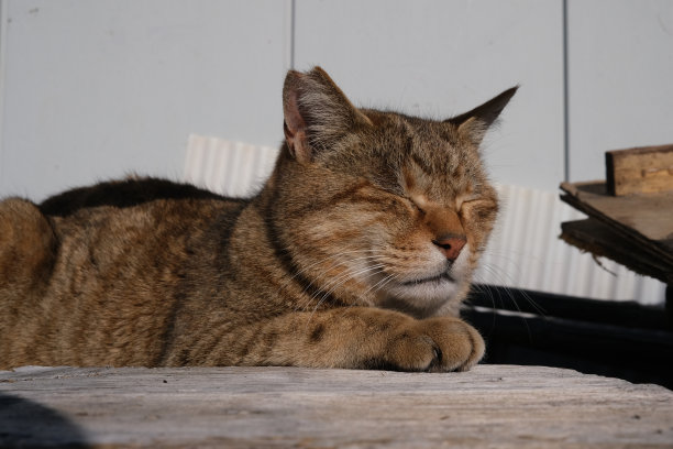 垃圾场里的一只猫图片下载
