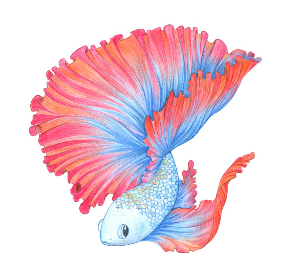 斗鱼手绘插图。战斗的鱼。蓝色和红色。彩色草图。彩色铅笔画画。孤立的对象图片下载