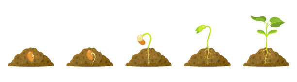 大豆种子在土壤中生长。幼苗生长。芽的出现。图片下载