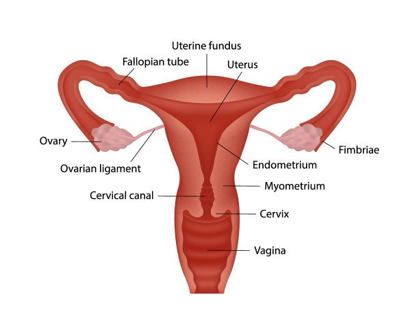 现实的女性人类生殖系统与器官名称的白底图图片下载