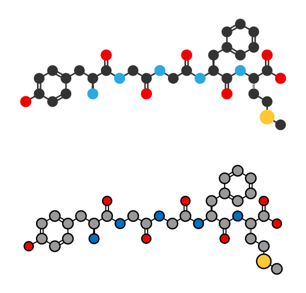 脑啡肽内源性阿片肽分子图片下载
