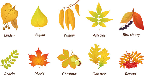 彩色孤立的秋天元素落叶图片下载