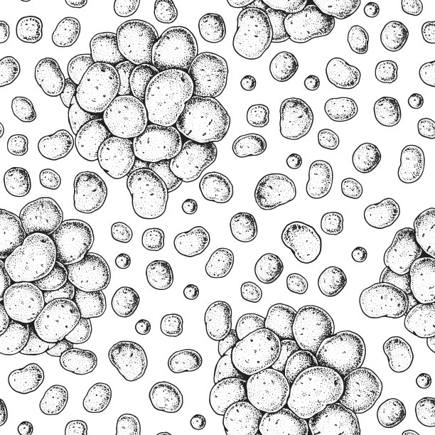 生土豆无缝图案。手绘矢量插图。美食背景，雕刻风格。线性图形。图片下载