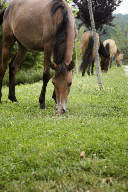 草地上的马图片下载
