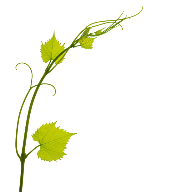 绿色植物。藤枝，孤立无影。传统的酒庄文化和酿酒师业务。图片下载