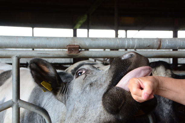 舔牛。图片下载