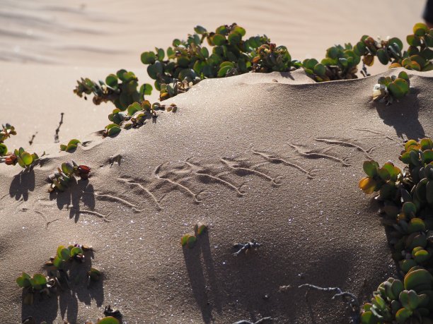 沙滩上的蛇迹图片下载