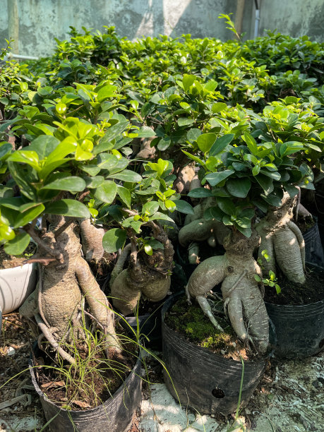 花园中心苗圃室内盆景树展示特写图像，木架子展示盆栽大根无花果树，重点放在前景图片下载