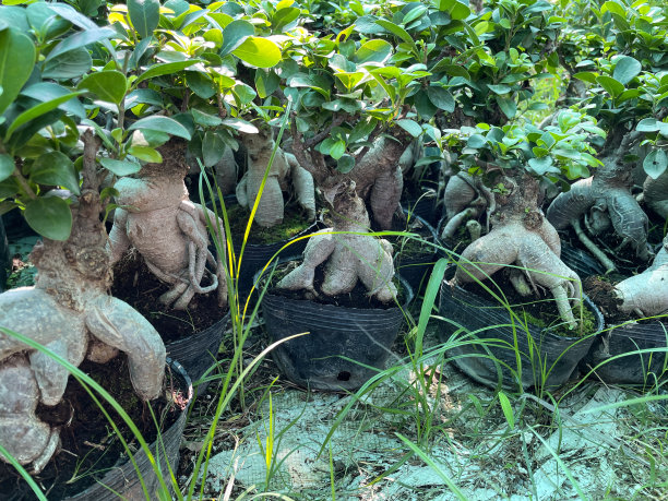 花园中心苗圃室内盆景树的全框图像展示，木架子展示盆栽大根无花果树(榕树)，重点放在前景图片下载