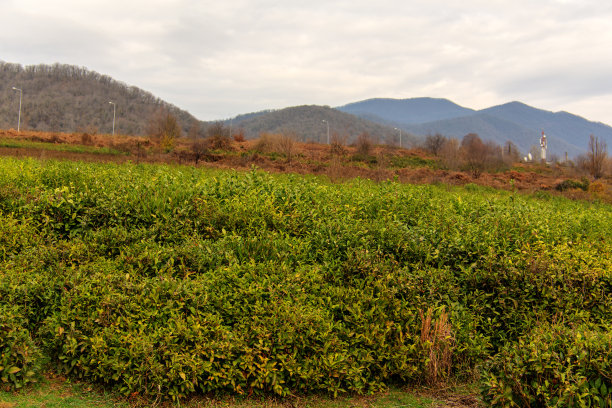 山谷中的茶园图片下载