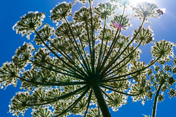 大猪草(Heracleum sphondylium)在野花草地上为蜜蜂服务图片下载