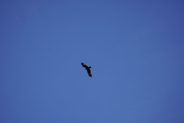 俯视蓝天下的雄鹰。阳光明媚的一天。宽的翼展。图片下载