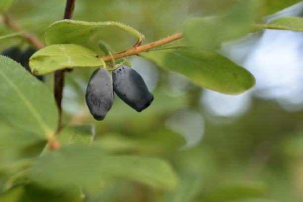 绿色树枝上的金银花浆果的果实图片下载