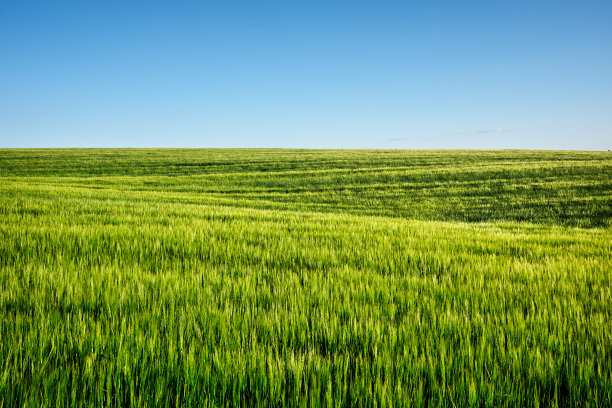 美丽的绿色麦田在夕阳和蓝天下图片下载