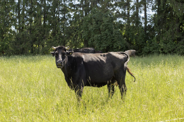 一头深棕色的奶牛在草地上吃草。高质量的照片图片下载