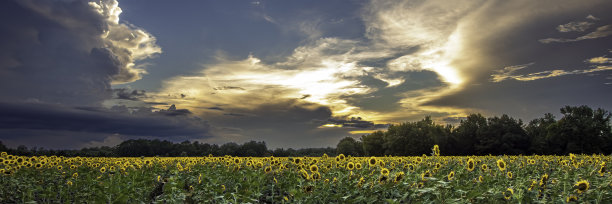向日葵田的全景和浪漫的天空图片下载