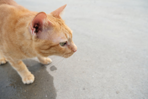 猫走过。图片下载