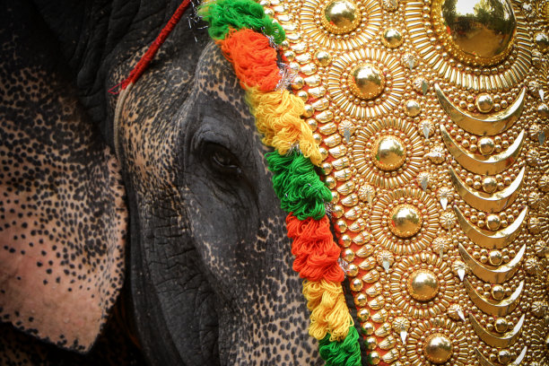 喀拉拉邦节日上大象的眼睛图片下载