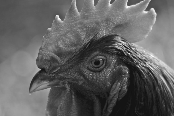公鸡肖像图片下载