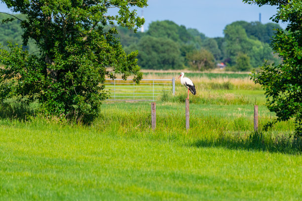 一只鹳站在田野中间的篱笆桩上图片下载