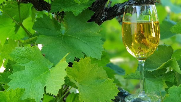 一杯葡萄叶间的白葡萄酒图片下载