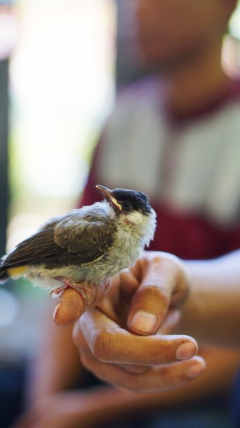 把雀放在胳膊上驯服了图片下载