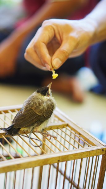 把雀放在胳膊上驯服了图片下载