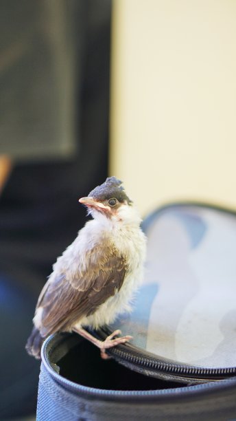 把雀放在胳膊上驯服了图片下载