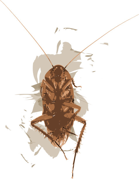 摘要蟑螂的蔓延颜色。图片下载