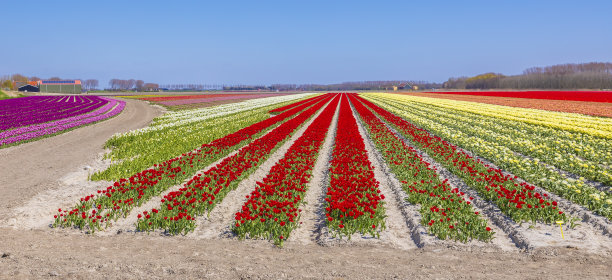 荷兰红色郁金香在蓝天下绽放图片下载