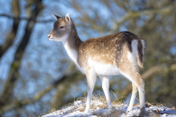 休耕鹿鹿大妈大妈在冬季森林雪地里觅食图片下载