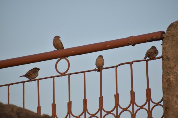 各种各样的鸟图片下载