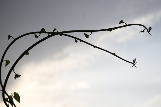 葡萄来了图片下载