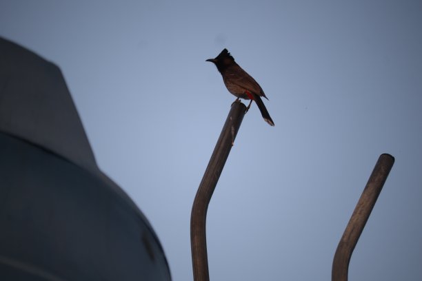 各种各样的鸟图片下载