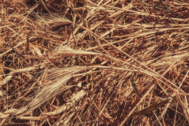 天然稻草背景图片下载