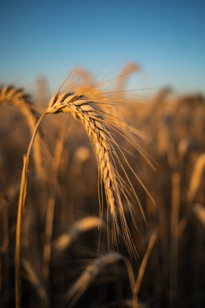 特写小麦的耳朵在前景与大麦田股票的照片图片下载