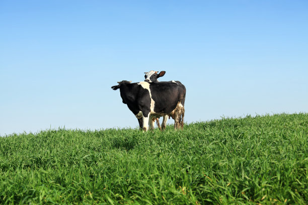 有机农场的牛在绿色的乡村景观图片下载