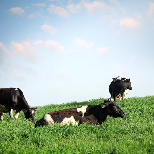 有机农场的牛在绿色的乡村景观图片下载