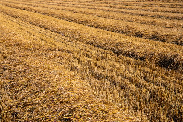 景观修剪的土地与长堆的干草照片图片下载