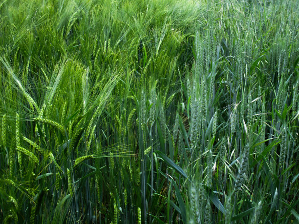 大麦和黑麦图片下载