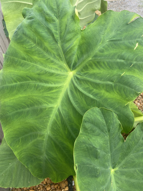 大象耳朵特写图片图片下载