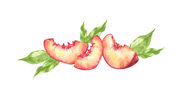 桃子。水彩植物插图。图片下载