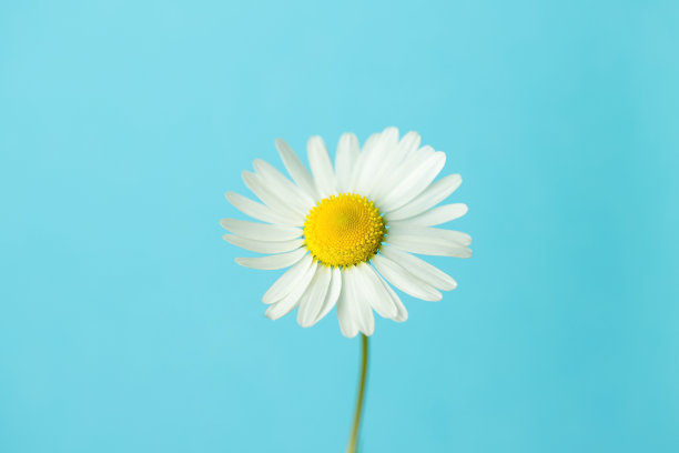 洋甘菊花在蓝色的背景。夏日极简创意理念。图片下载