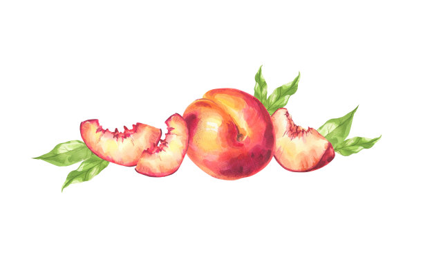 桃子。水彩植物插图。图片下载