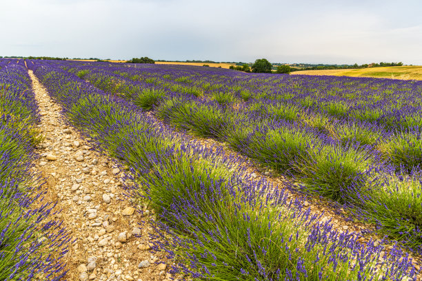 薰衣草图片下载