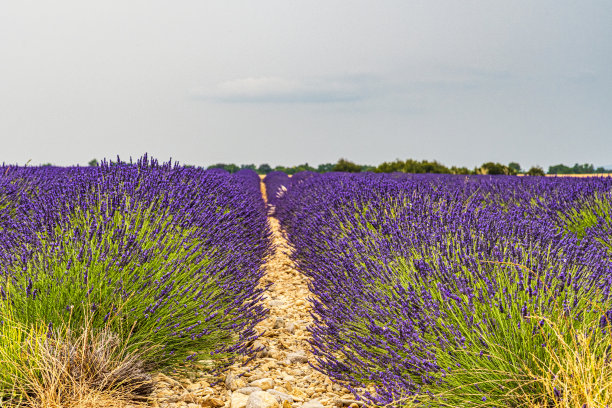 薰衣草图片下载