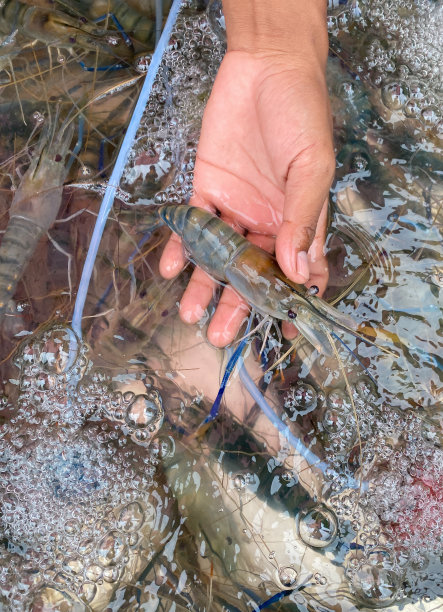市场的摊位上有新鲜的虾图片下载