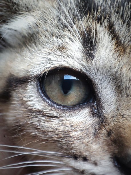 猫眼看世界图片下载
