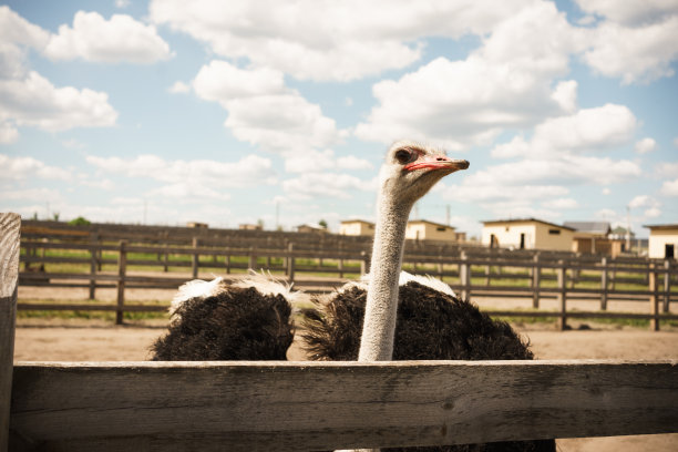 施特劳斯鸸鹋的画像在天空背景，全景布局图片下载