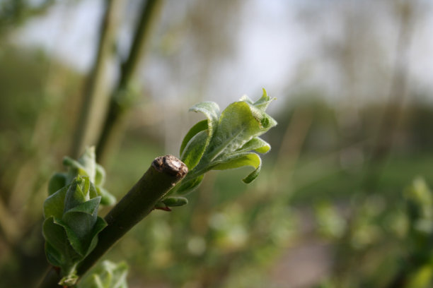 植物芽和自然花朵图片下载